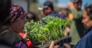 Muğla'da Milas Belediyesi, üretimi ve üreticiyi destekleyici çalışmaları hayata geçiren