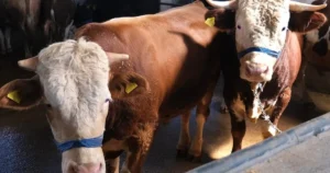 Kurban Bayramı nedeniyle pazarlara getirilen ancak satılamayan kurbanlıklar, Et ve