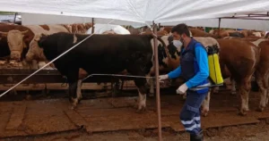 Trabzon Büyükşehir Belediyesi, Kurban Bayramı öncesinde kurban satış ve kesim