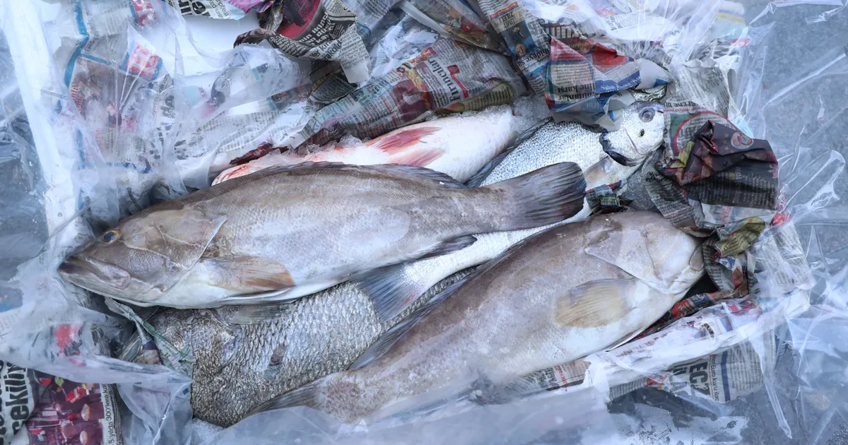  Antalya’da 260 kilo balığa el konuldu