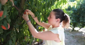 Belevi’nin bereketli topraklarında düzenlenecek Şen Şeftali Şenliği, üreticiyle tüketiciyi buluşturacak,