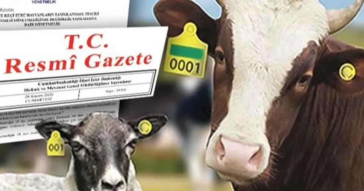 Hayvan küpeleme sisteminde yeni dönem… Karekod geliyor, il kodlu küpelerin süresi uzatıldı