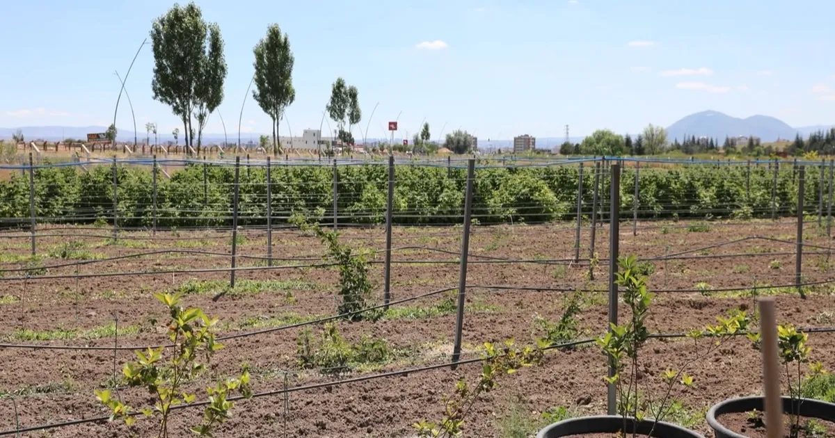 Kayseri Kocasinan’da 60 bin fideli tarımsal üretim