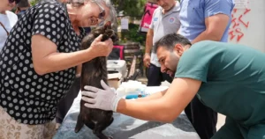 İstanbul'da Maltepe Belediyesi, sokak hayvanlarının sağlık ve yaşam koşullarını iyileştirmeye