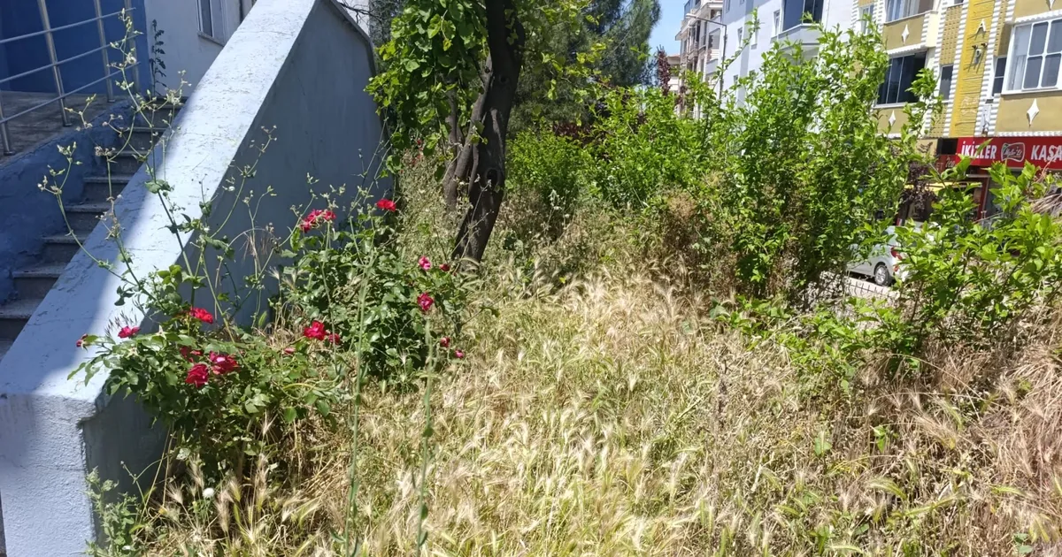 Okul bahçesinde yılan ve kene korkusu