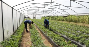 Ordu Büyükşehir Belediyesinin tarıma olan desteği her geçen gün artıyor.