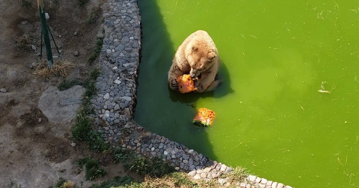 Anadolu Harikalar Diyarı Hayvanat Bahçesi’nde yaz tedbiri