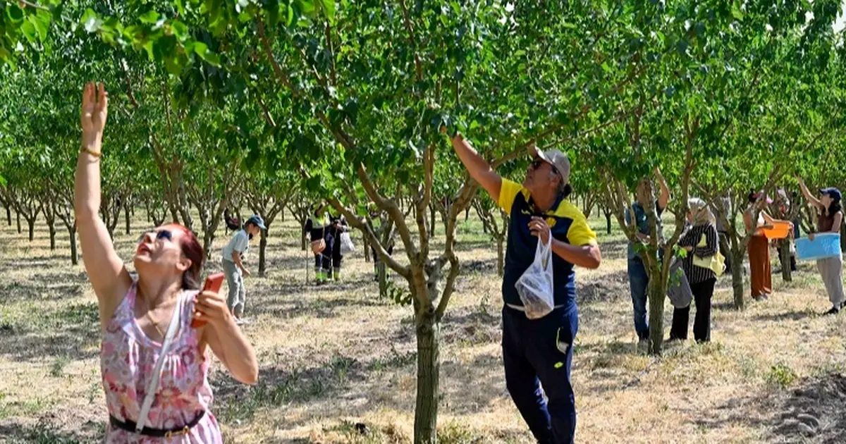 Başkentliler Ata Çiftliği’nde hasat yaptı