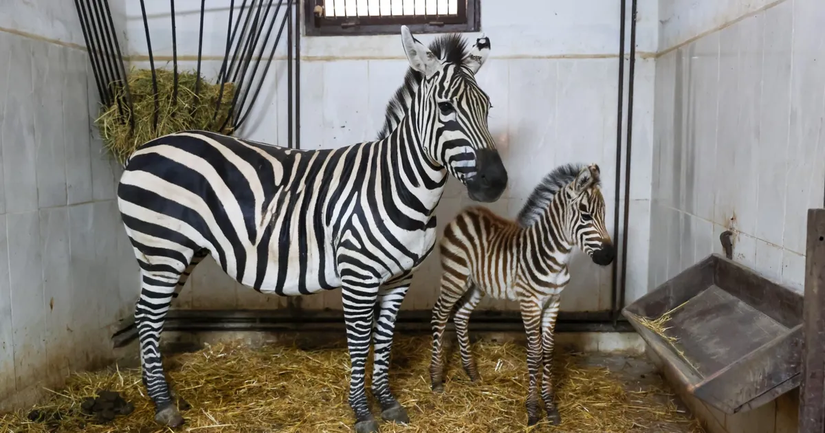 Bursa Hayvanat Bahçesi’nde zebra ailesi büyüyor