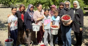 Bursa’nın dağ yöresinde kiraz hasadı tüm hızıyla devam ederken, DAĞDER