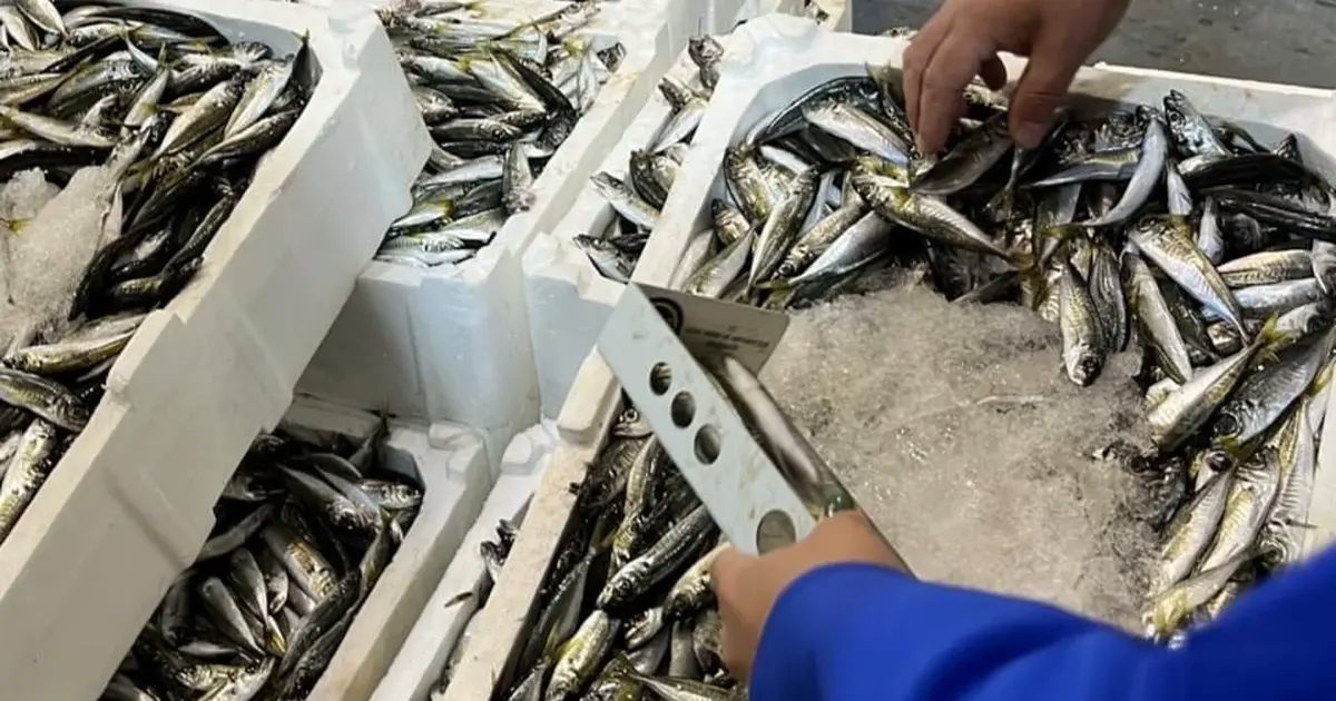 İzmir İl Tarım’dan su ürünlerine sıkı denetim