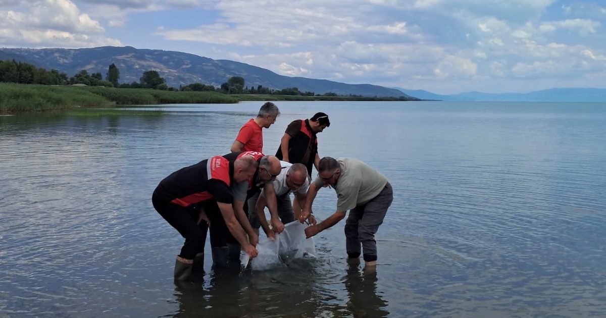 İznik Gölü’ne 2 bin 500 yayın balığı yavrusu bırakıldı