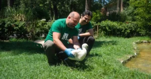 Kocaeli Büyükşehir Belediyesi’ne bağlı Ormanya Yaban Hayatı Kurtarma ve Rehabilitasyon