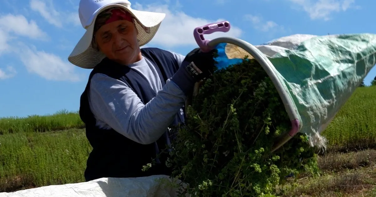 Kocaeli’de TABİP projesiyle kekik hasadı başladı