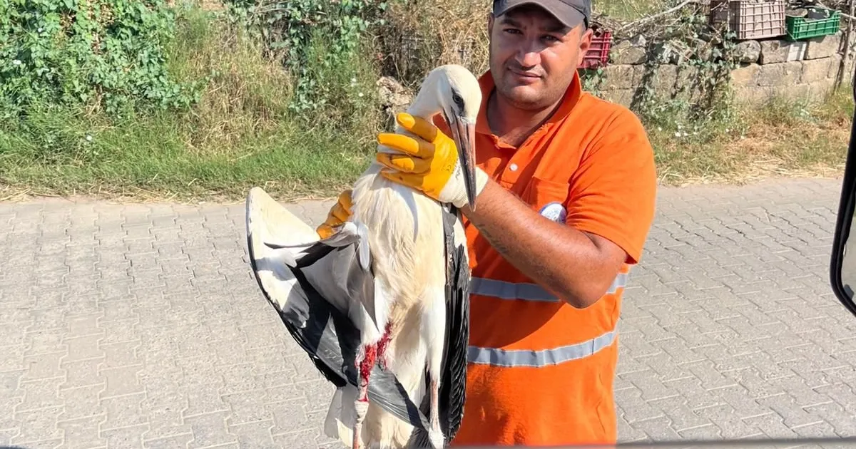 Muğla Milas’ta yaralı leyleğin imdadına yetişti