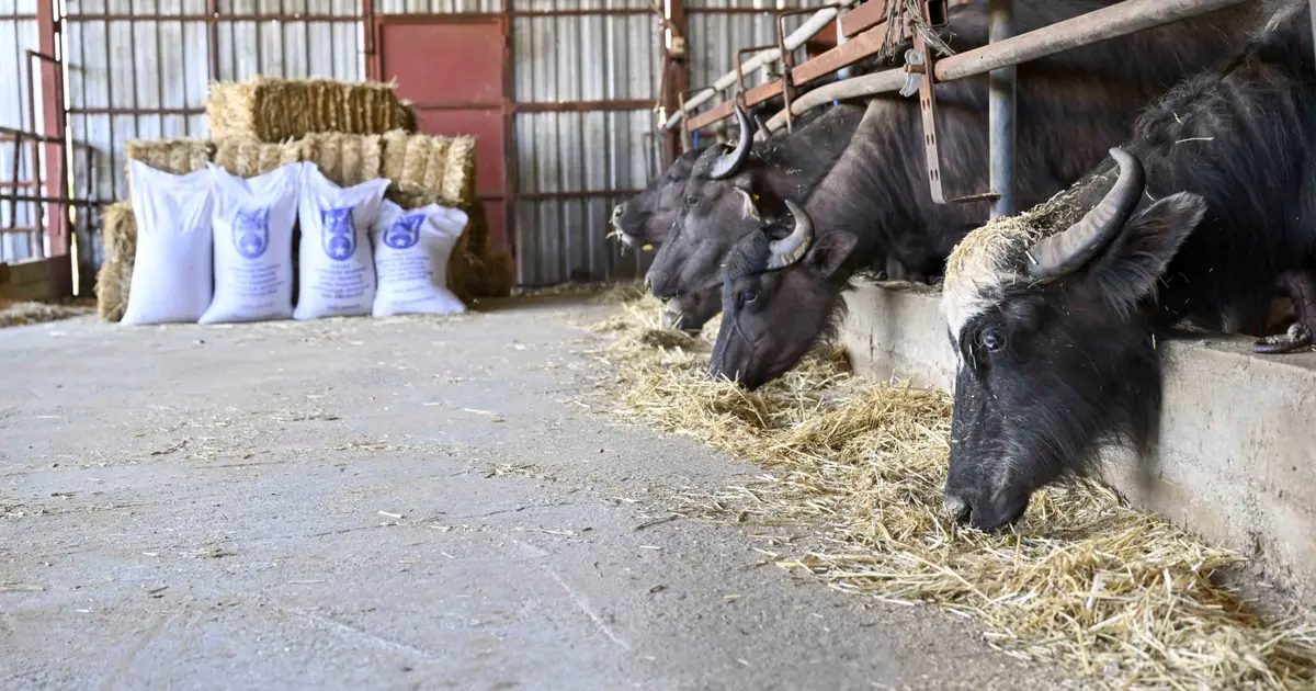Ankara’da manda yetiştiricilerine ücretsiz yem desteği