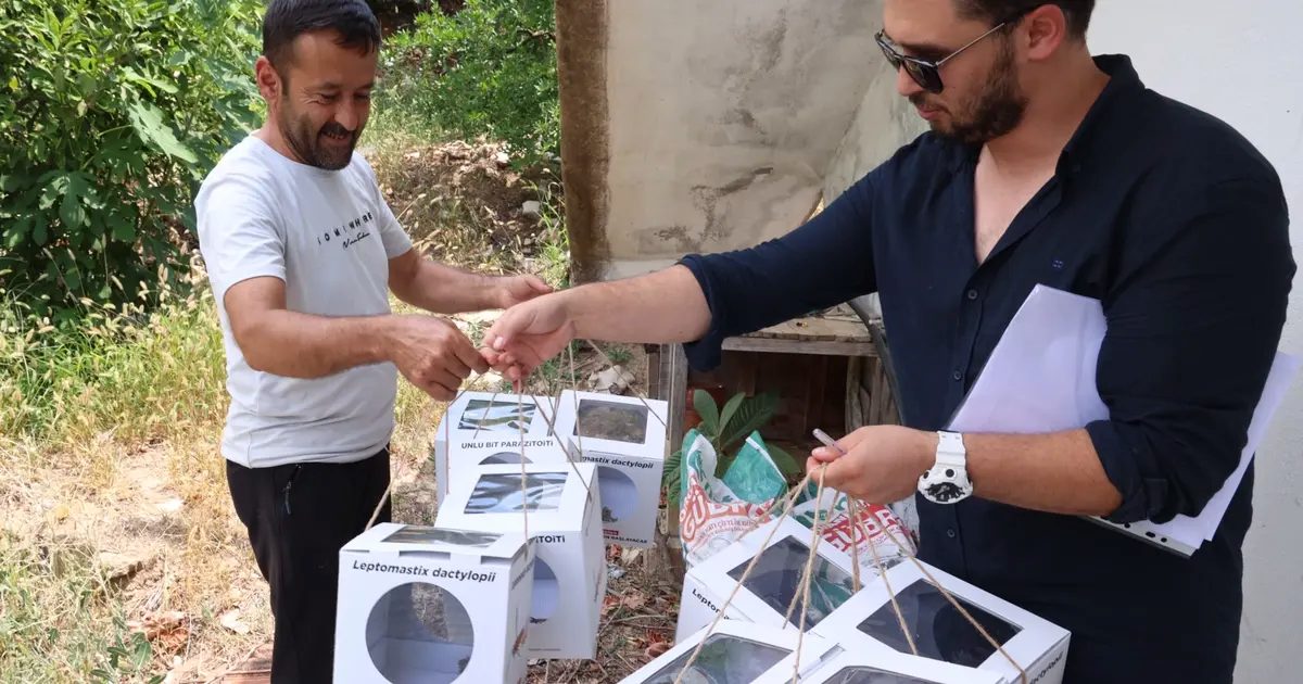 Antalya’da 800 dekar araziye faydalı böcek desteği