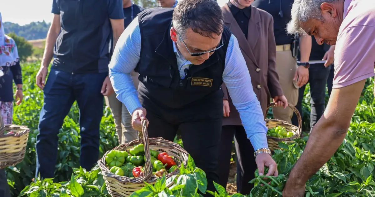 Bilecik’te Vali Sözer’den coğrafi işaretli Kamber Biberi hasadı