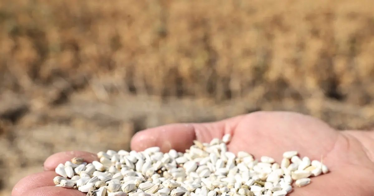 Bursa Nilüfer’de kuru tarıma alternatif ürün… “Aspir” hasadı yapıldı