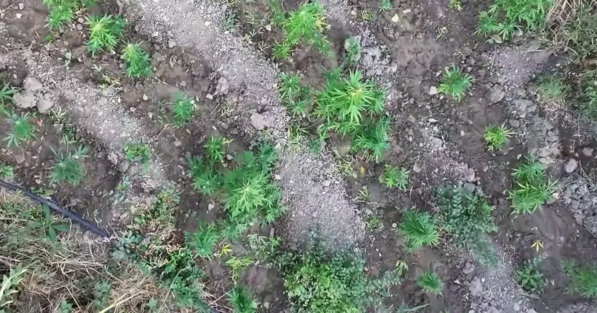 Diyarbakır’da 247 bin kök kenevire imha