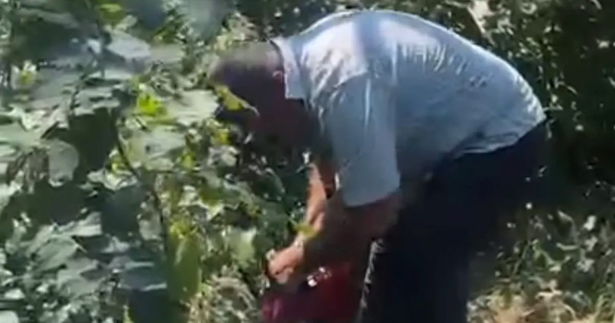 Fındık üreticisi isyan etti, bahçesindeki ağaçları kesti!