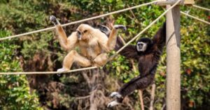 Uzun kolları sayesinde ağaçtan ağaca hızla hareket eden, kuyruksuz maymun