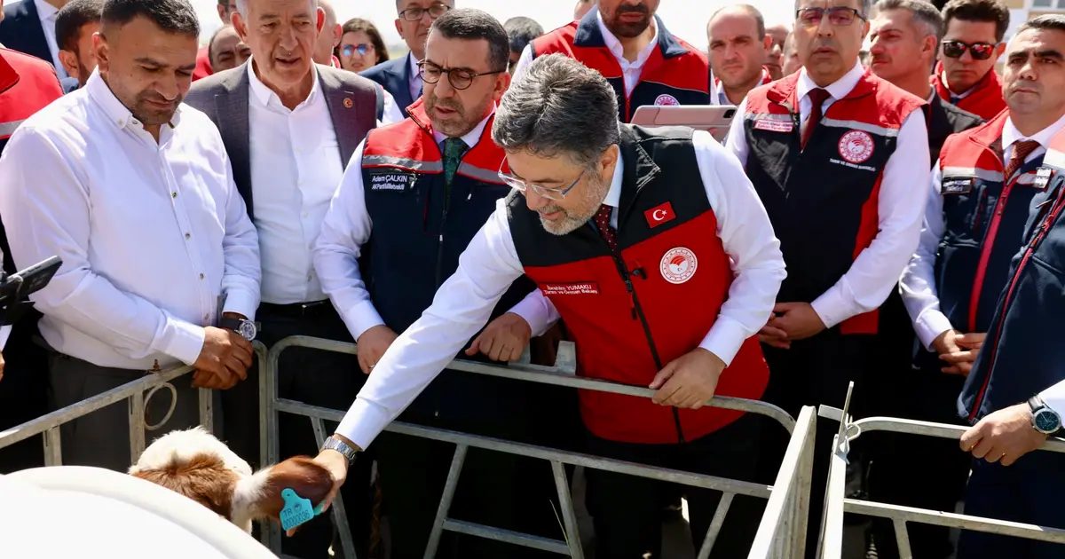 Hayvancılıkta dijital dönem… GEKİS Kars’ta uygulamaya alındı