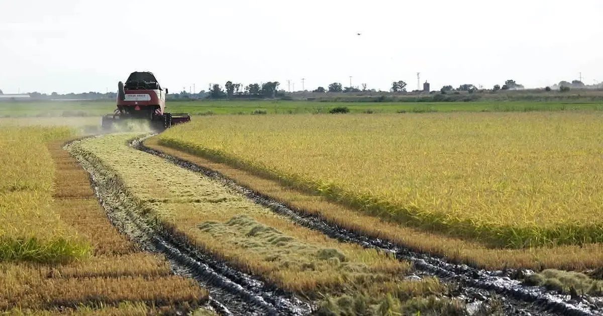 İpsala’da 2026 çeltik sezonu dualarla açıldı