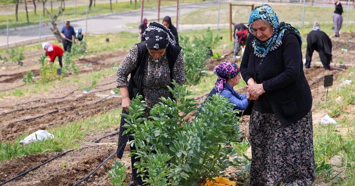 İzmir’in Mahalle Bostanları’nda yaz hasadı