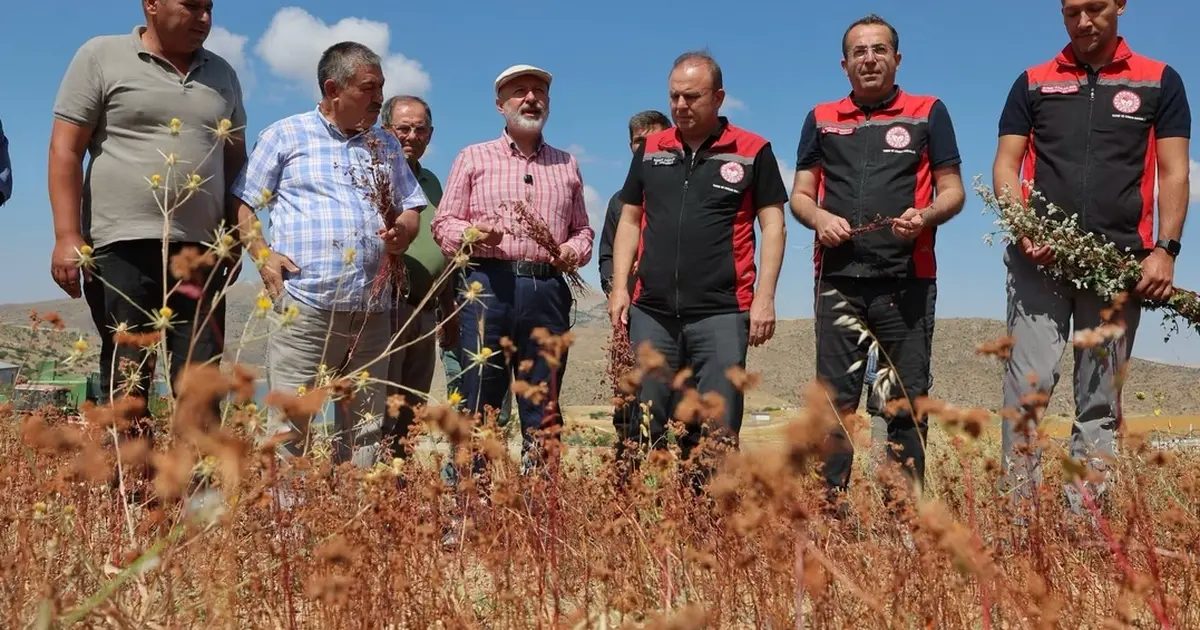 Kayseri Kocasinan karabuğdayın ilk hasadını yaptı