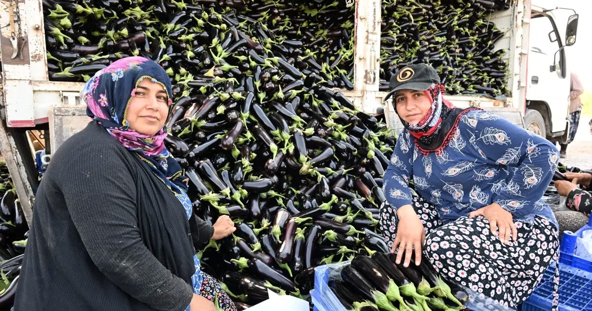 Manisa’da afetzede çiftçinin yüzü gülüyor