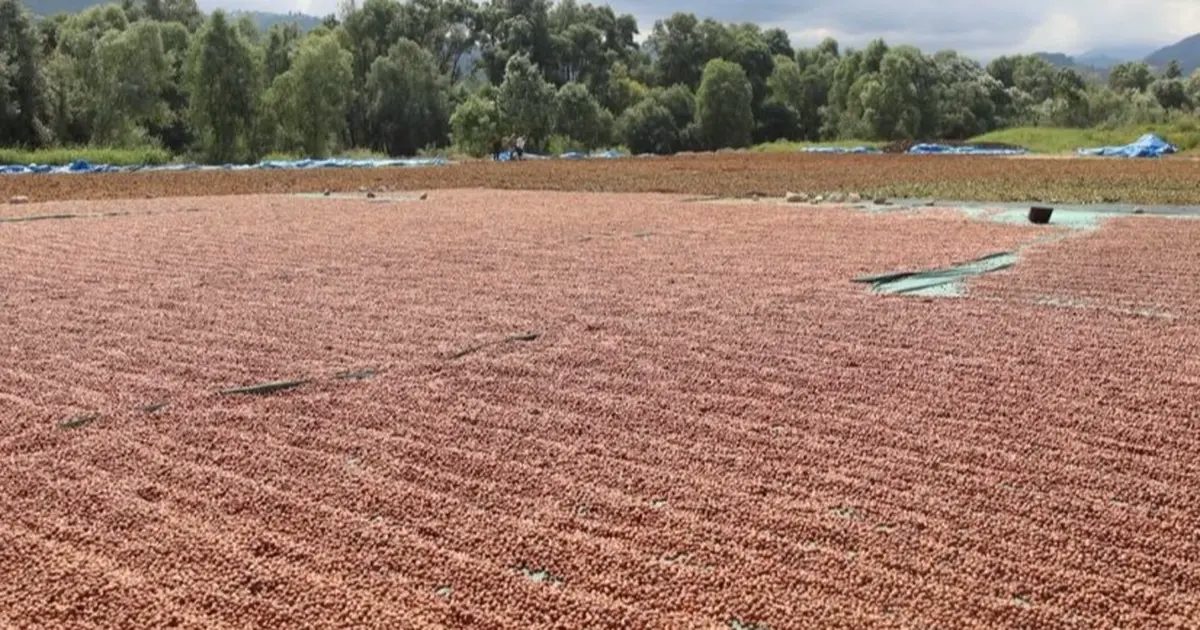 Ordu’da fındık hasadı ve katma değerli üretim