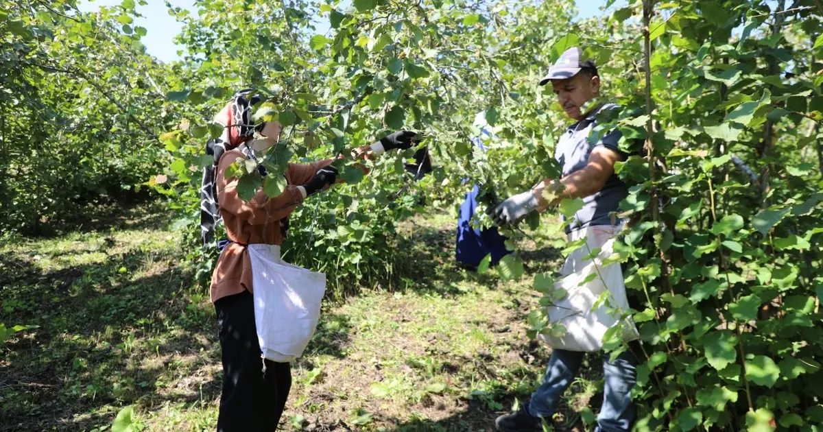 Ordu’da fındık hasadında işçi sorununa çözüm