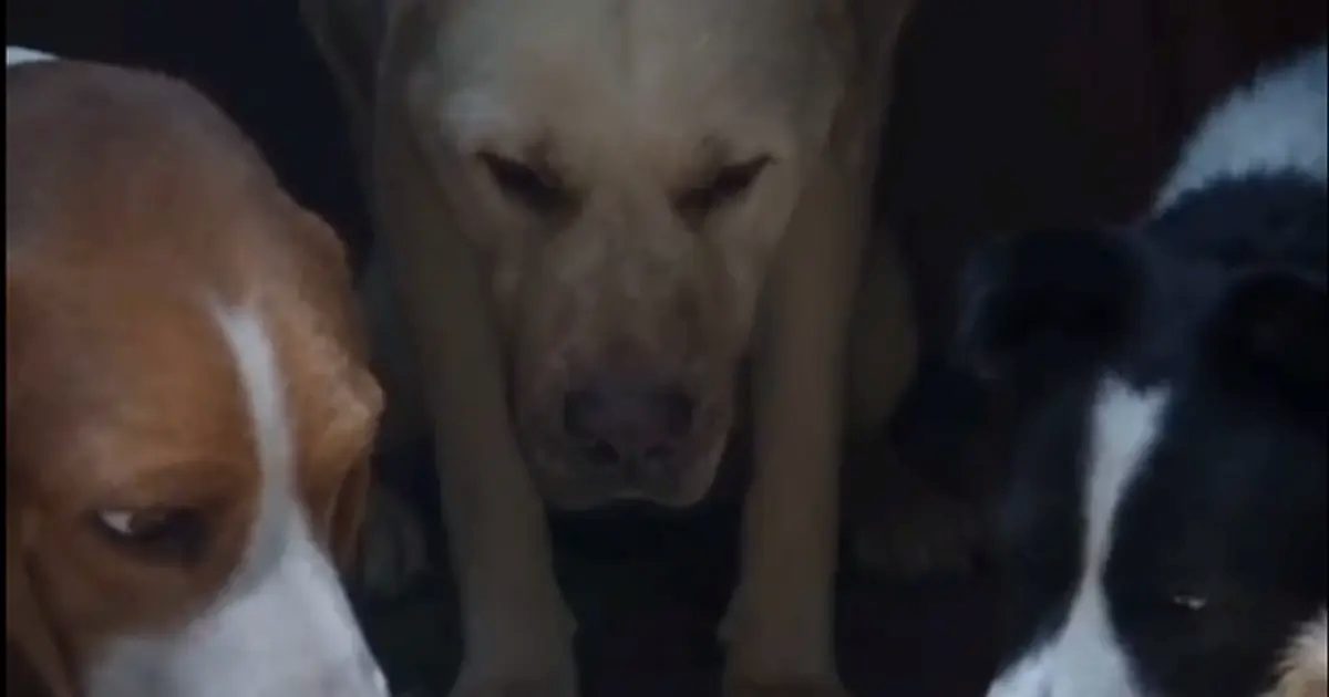 Pati Evi kaçakları pişmanlıkla eve döndü