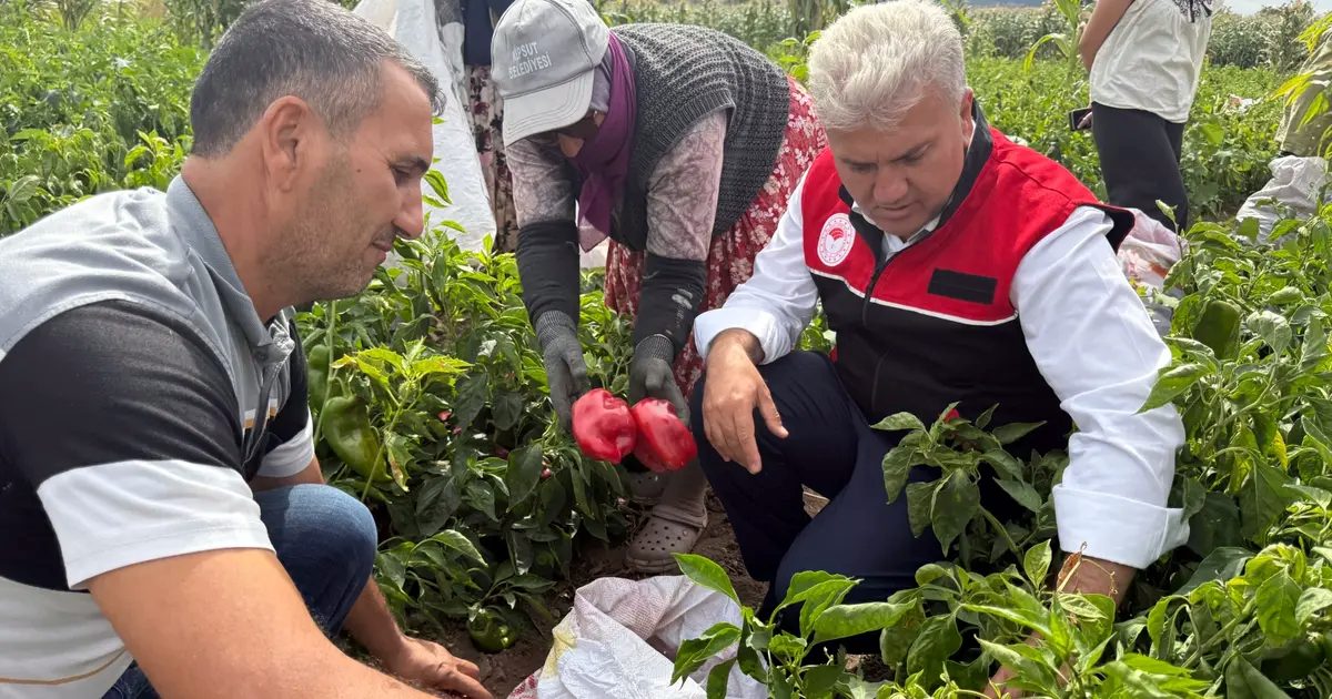AK Partili Canbey, Kepsut’ta kapya biber hasadına katıldı