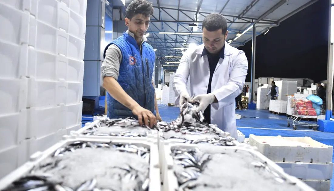 Ankara Büyükşehir Belediyesi, yeni balık sezonunun başlamasıyla birlikte Ankara Toptancı