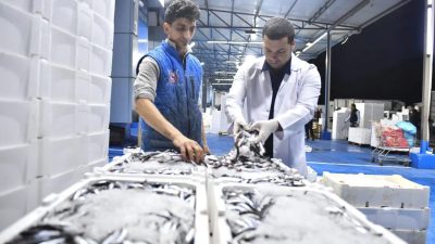 Ankara Büyükşehir Belediyesi, yeni balık sezonunun başlamasıyla birlikte Ankara Toptancı
