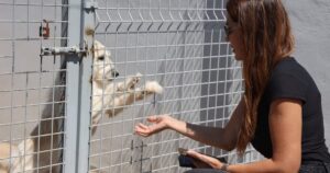 Antalya Büyükşehir Belediyesi Sokak Hayvanları Geçici Bakımevi ve Rehabilitasyon Merkezi,