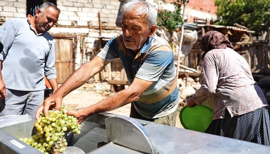 Antalya Büyükşehir Belediyesi, Elmalı ilçesinde üzüm üretimi yapan çiftçilere hasat