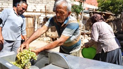 Antalya Büyükşehir Belediyesi, Elmalı ilçesinde üzüm üretimi yapan çiftçilere hasat