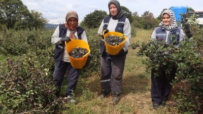 İzmit Belediyesi tarafından Emirhan’da 4,5 dekarlık alanda kurulan aronya bahçesinde