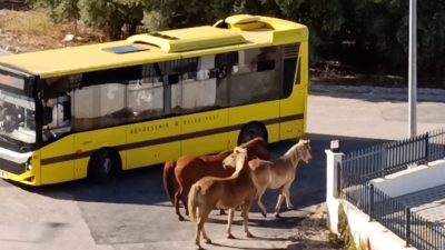 Bursa'nın Mudanya ilçesinde cadde ve sokaklarda başıboş dolaşan üç at,
