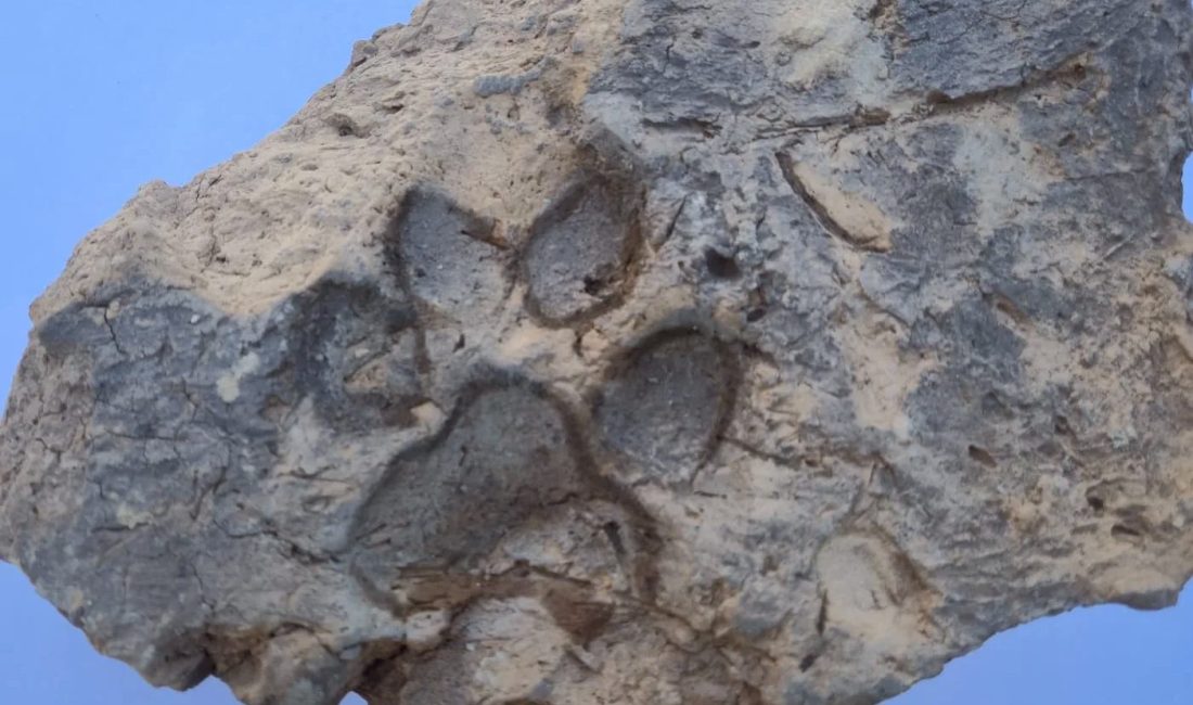Kültür ve Turizm Bakanı Mehmet Nuri Ersoy, Kütahya’daki Tavşanlı Höyük