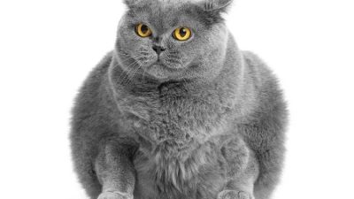 Frontiers in Animal Science'da yayımlanan araştırma, vegan beslenen kedilerde obezite