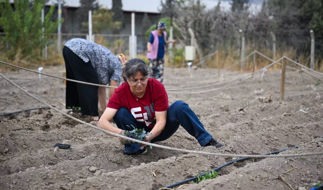 İzmir'de Bornova genelindeki kent bostanı sayısını 9’a çıkararak kentsel tarım