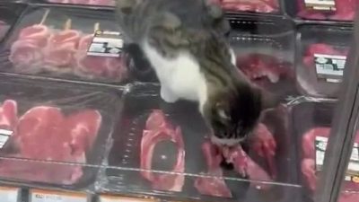 Bursa'nın Mudanya ilçesi Bademli Mahallesi’ndeki bir marketin kasap reyonundaki kedinin