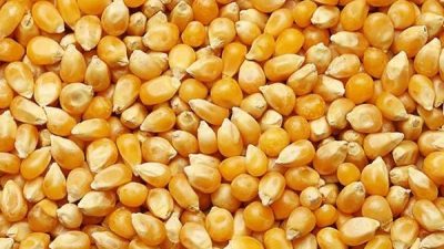 TİGEM Dalaman Tarım İşletmesi Müdürlüğü, 2026 yılı üretimi 1.400 ton
