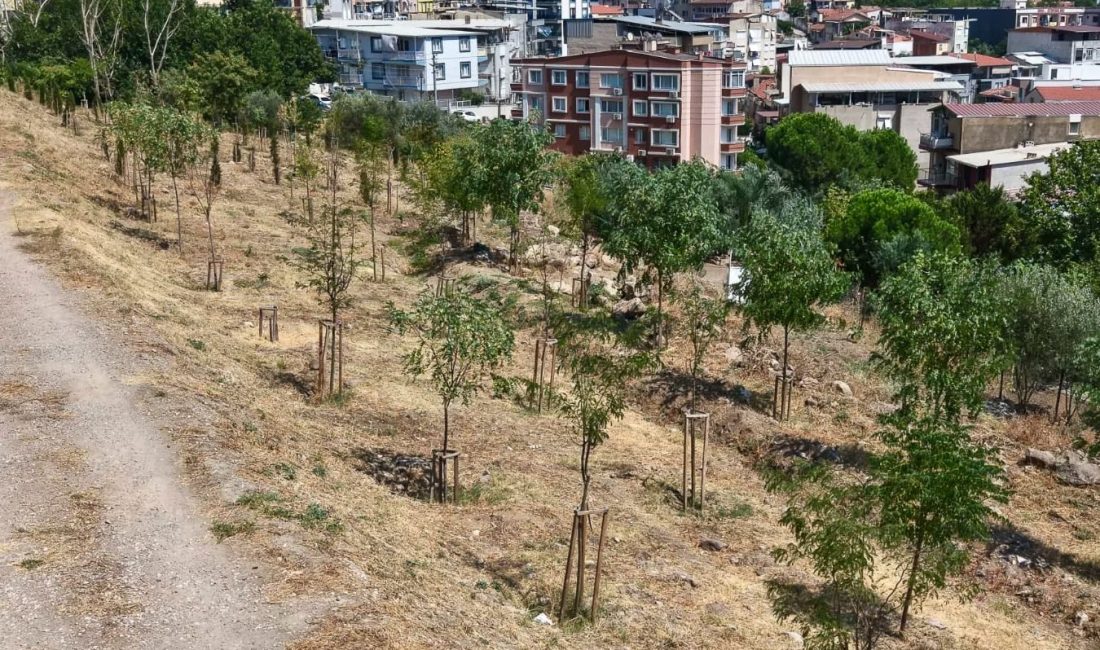 İzmir Büyükşehir Belediyesi, 13 ağaçlandırma sahasında toplam 1 milyon 522