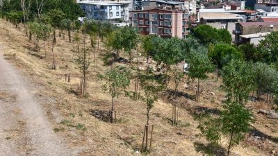 İzmir Büyükşehir Belediyesi, 13 ağaçlandırma sahasında toplam 1 milyon 522
