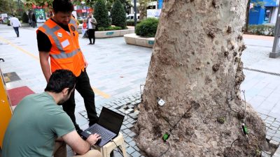 Kocaeli Büyükşehir Belediyesi, kentin doğal mirası niteliğindeki anıt ağaçların korunması